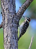 Hairy Woodpecker